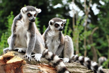Lemur maymunlar dinlenme 
