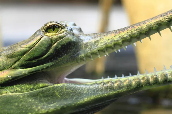 Gavial detail (small aligator head) — Stock Photo, Image