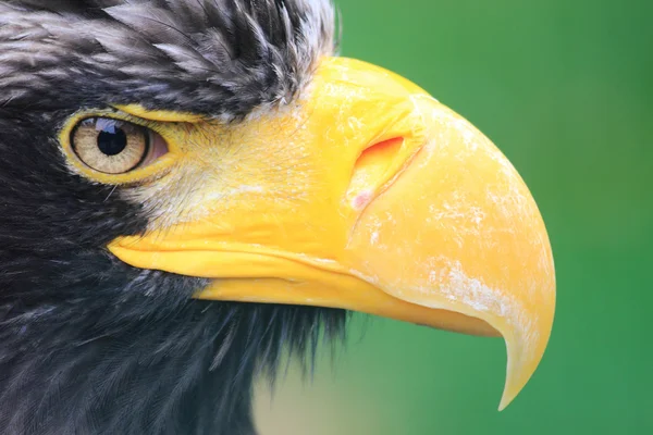 Детали головы чёрного орла — стоковое фото