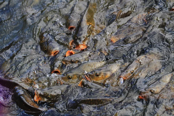 Pesci carpa in acqua — Foto Stock
