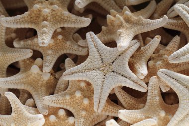 deniz yıldızlarının arka planı