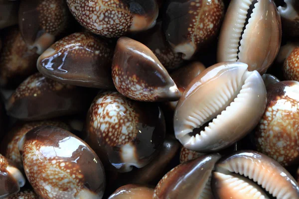 Conchas do mar fundo — Fotografia de Stock