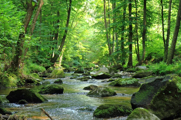 Tjeckiska våren floden i skogen — Stockfoto