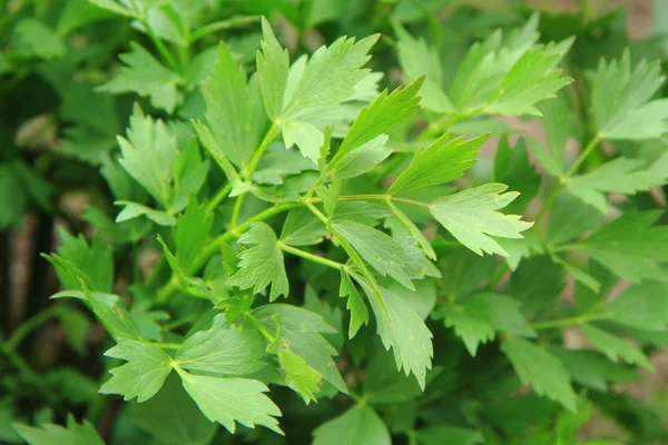 Lovage (fondo de hierbas verdes ) — Foto de Stock