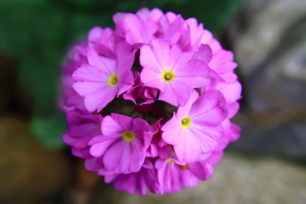 Violet vårblomma från min trädgård — Stockfoto