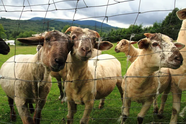 Moutons dans l'herbe verte — Photo