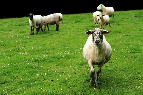 Ovejas en la hierba verde —  Fotos de Stock