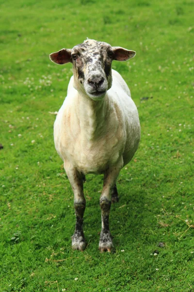 緑の草に羊 — ストック写真