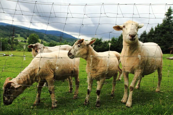 Owce w zielonej trawie — Zdjęcie stockowe