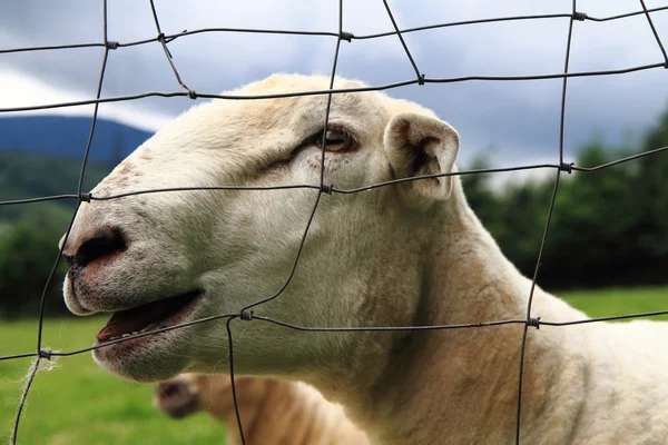 羊の頭の詳細 — ストック写真