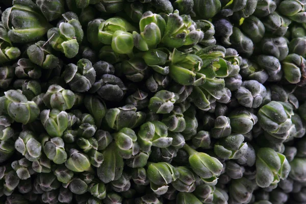 Yeşil brokoli sebze doku — Stok fotoğraf