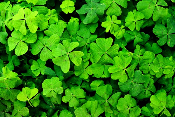 Grüne glückliche Blätter Textur — Stockfoto
