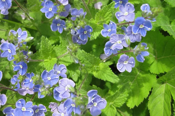 Blaue Blumen Hintergrund — Stockfoto