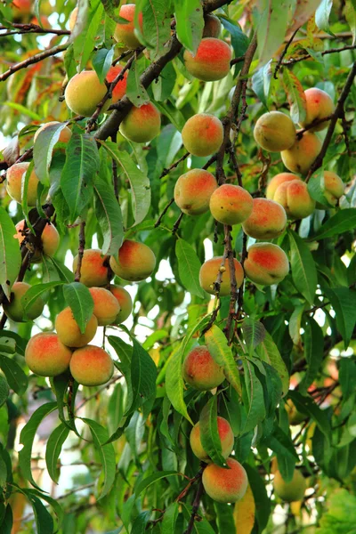Peaches on the tree in the summer — Stock Photo, Image
