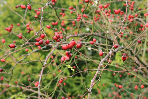 Wild rose frukter — Stockfoto