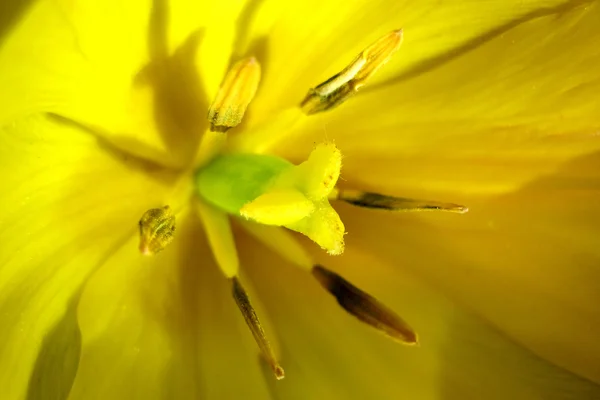 Λεπτομέρεια κίτρινο λουλούδι — Φωτογραφία Αρχείου