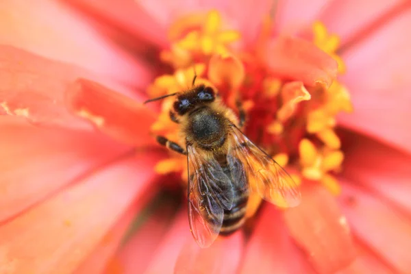 Bin på blomman — Stockfoto