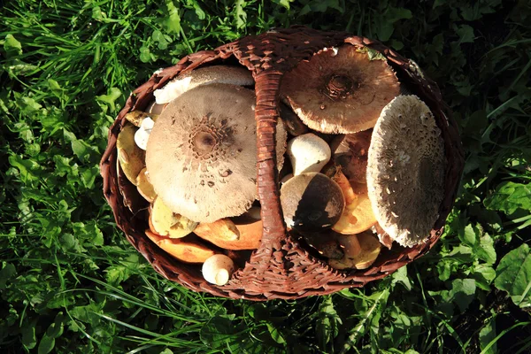 Czech edible mushrooms — Stock Image Czech edible mushrooms Stock Picture