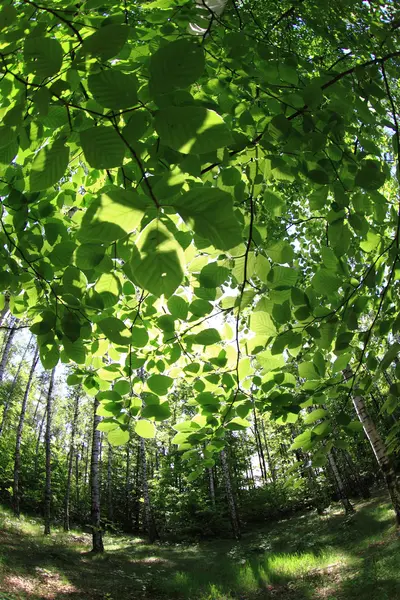 Zielona wiosna w lesie, czeski — Zdjęcie stockowe