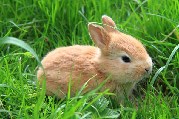 Pequeño conejo en la hierba verde —  Fotos de Stock