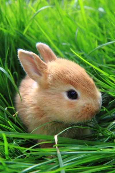 Kleine konijn in het groene gras — Stockfoto