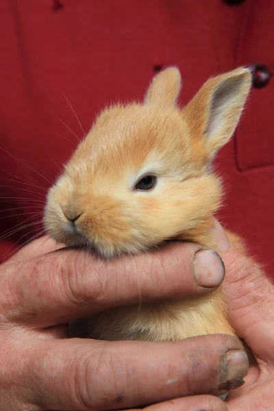 Маленький кролик в руках людини — стокове фото
