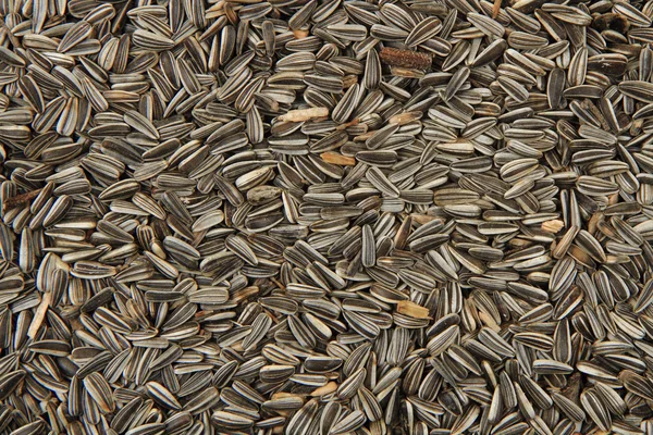 Güzel arka plan olarak ayçiçeği tohumu — Stok fotoğraf