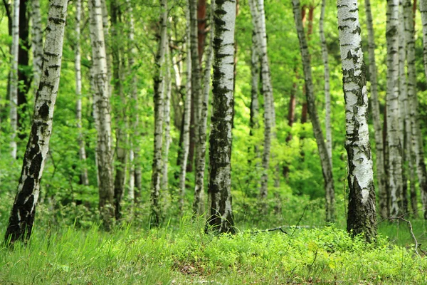 Zielony brzoza drzewo las — Zdjęcie stockowe