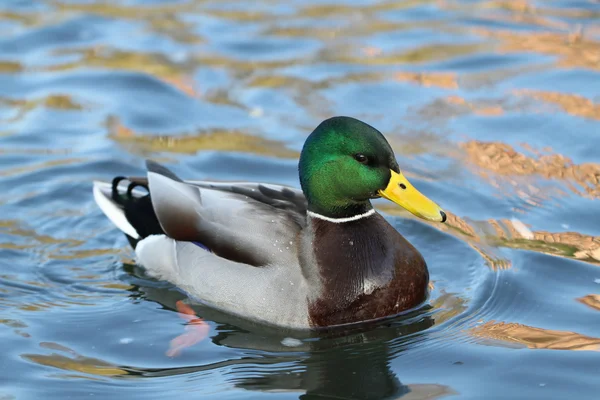 Vildand i vattnet — Stockfoto