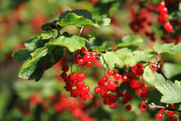 Röda vinbär plat med frukter — Stockfoto