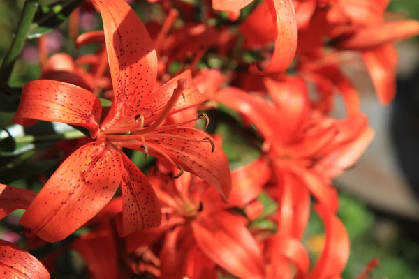 Vermelho lilly fundo — Fotografia de Stock