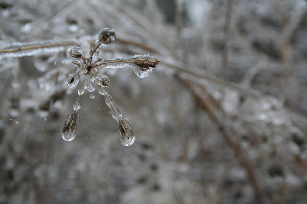 frozen drops of water in the wild nature