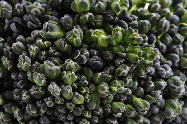 Färsk grön broccoli som mat bakgrund — Stockfoto