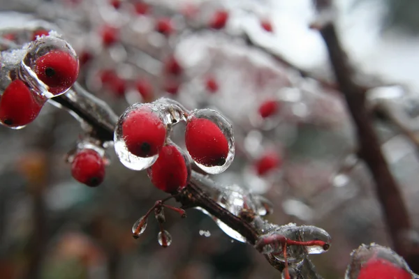 冷冻的水果新鲜冰 — 图库照片