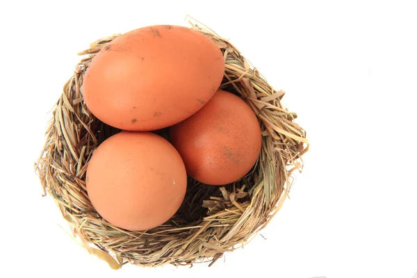 Eggs in the nest — Stock Photo, Image