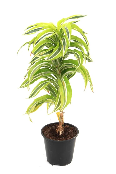 Dracaena plat — Foto Stock