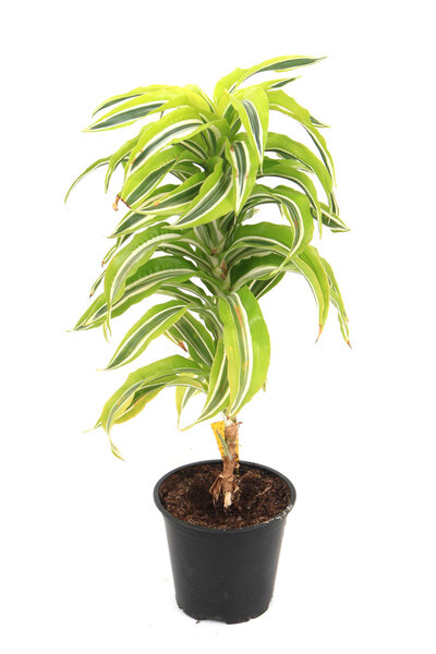 dracaena plat