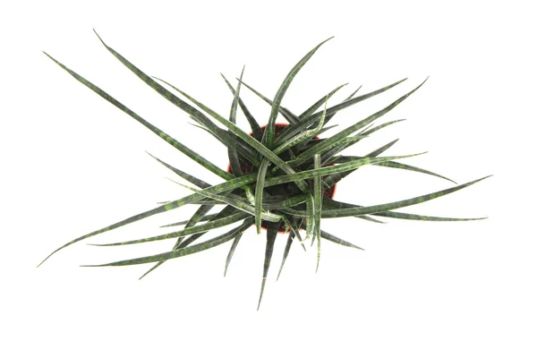 Sansevieria anläggning — Stockfoto