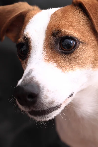 Jack Russell Terrier cabeza —  Fotos de Stock