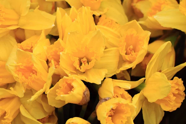 Yellow narcissus flower background — Stock Photo, Image