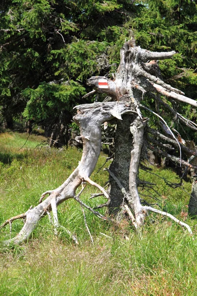 Jeseniky gebergte (Tsjechië) — Stockfoto