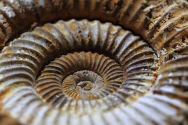 ammonites fosil arka plan