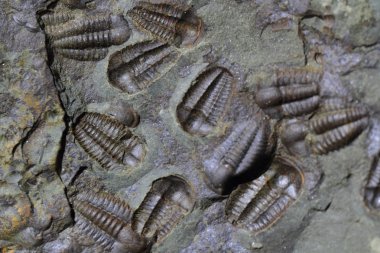 trilobite fosil çok güzel arka plan olarak