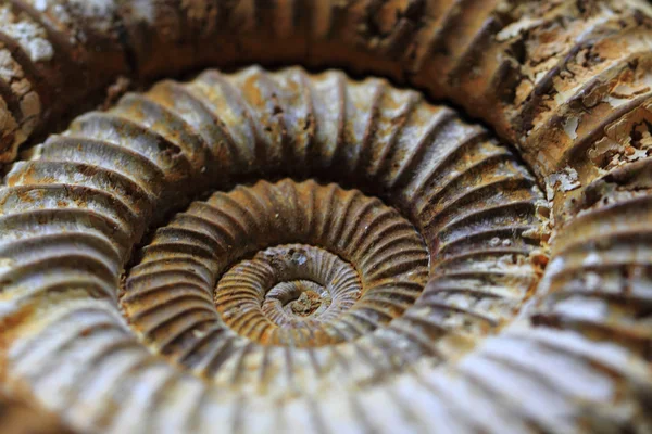 Ammonites fossil background — Stock Photo, Image