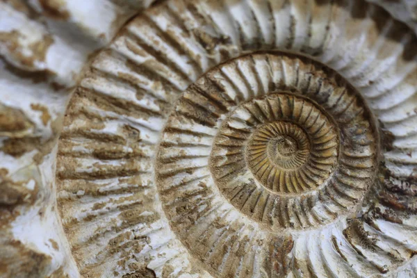 Ammonites fond fossile — Photo