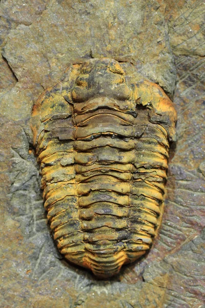 Trilobiet fossiele als zeer mooie achtergrond — Stockfoto