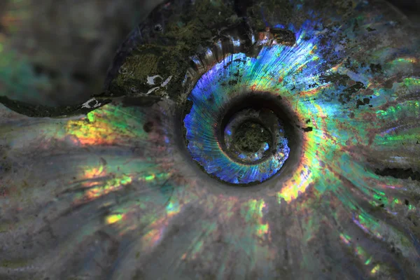 Ammoniteszek fosszilis háttér — Stock Fotó