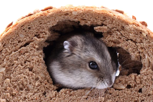 Dzungarian mouse e il pane — Foto Stock