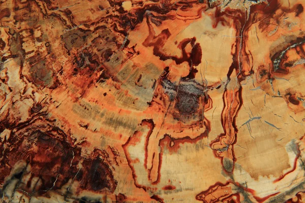 Textur aus fossilem Holz — Stockfoto
