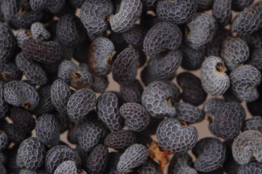 haşhaş tohumu arka plan 